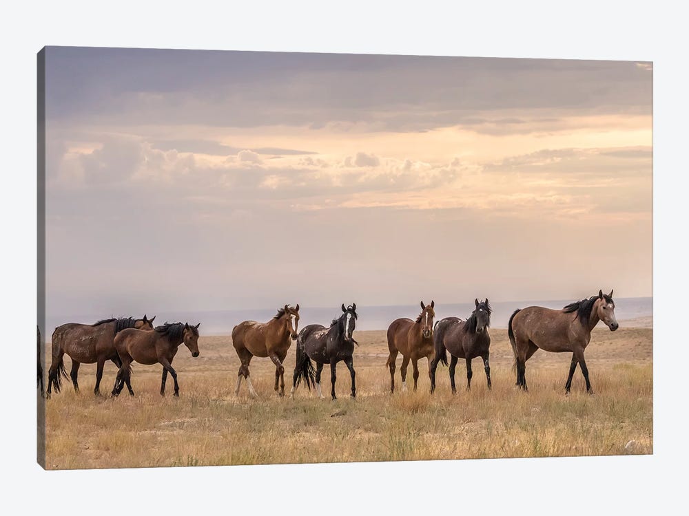 USA, Utah, Tooele County. Wild horses walking.  by Jaynes Gallery 1-piece Canvas Print