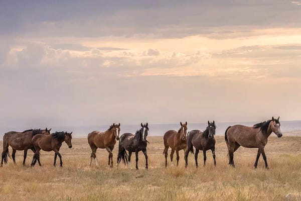 Utah: USA, Utah, Tooele County. Wild horses walking.  by Jaynes Gallery