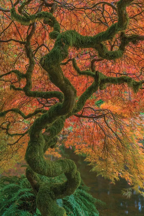 USA, Washington State, Bainbridge Island. Japanese maple tree in fall. 