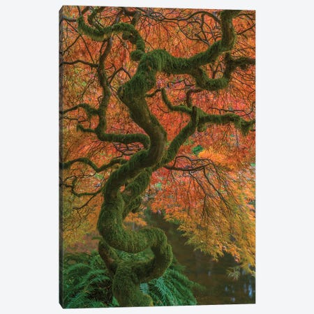 USA, Washington State, Bainbridge Island. Japanese maple tree in fall.  Canvas Print #JYG775} by Jaynes Gallery Canvas Artwork