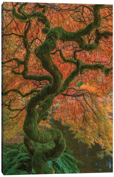 USA, Washington State, Bainbridge Island. Japanese maple tree in fall.  Canvas Art Print - Moss Art