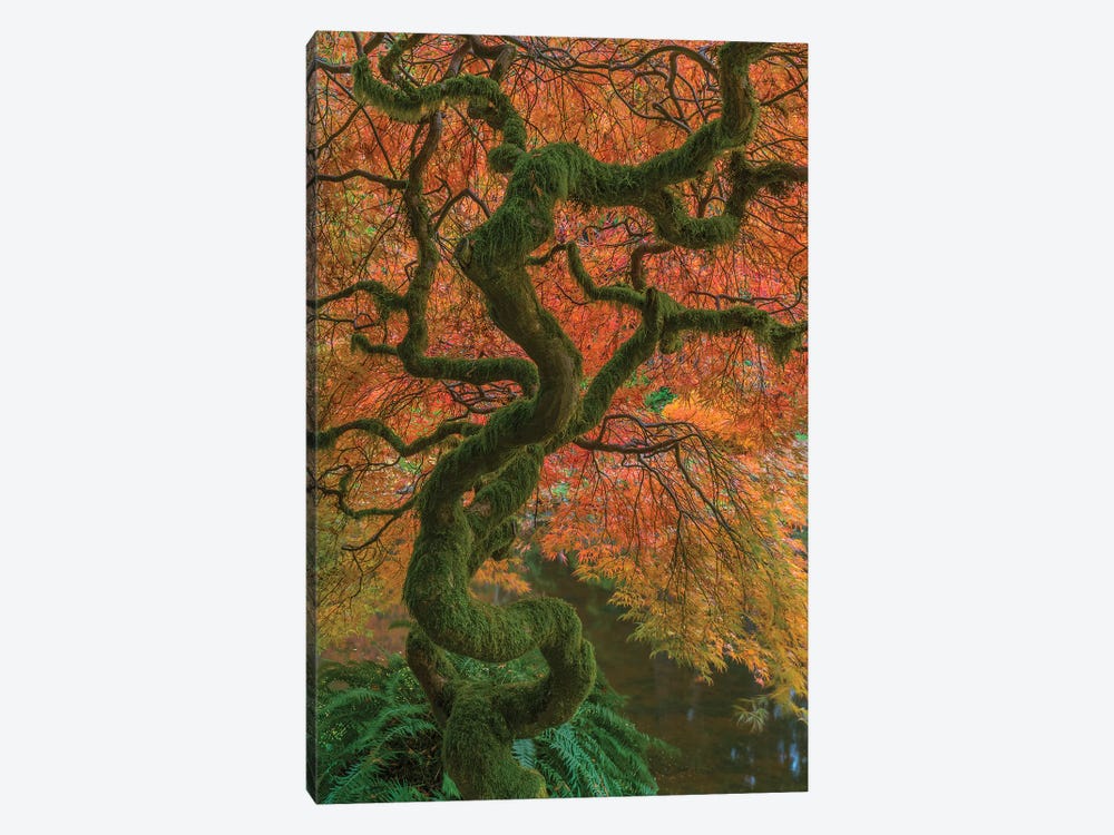 USA, Washington State, Bainbridge Island. Japanese maple tree in fall.  by Jaynes Gallery 1-piece Art Print