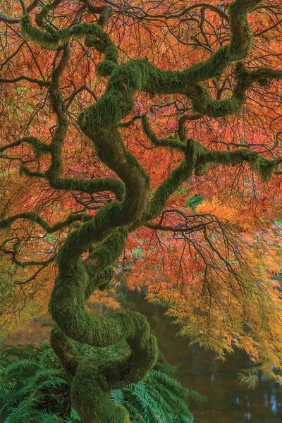 USA, Washington State, Bainbridge Island. Japanese maple tree in fall.