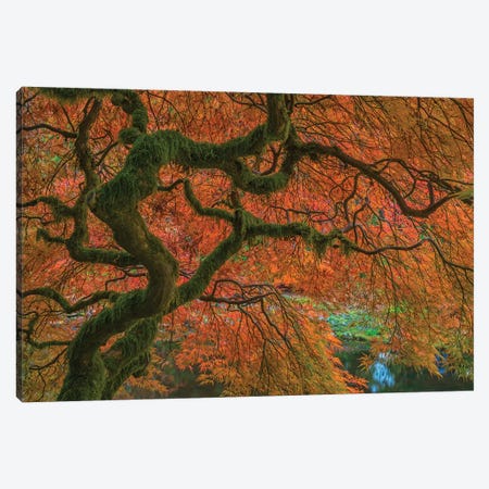 USA, Washington State, Bainbridge Island. Japanese maple tree in fall.  Canvas Print #JYG776} by Jaynes Gallery Canvas Wall Art
