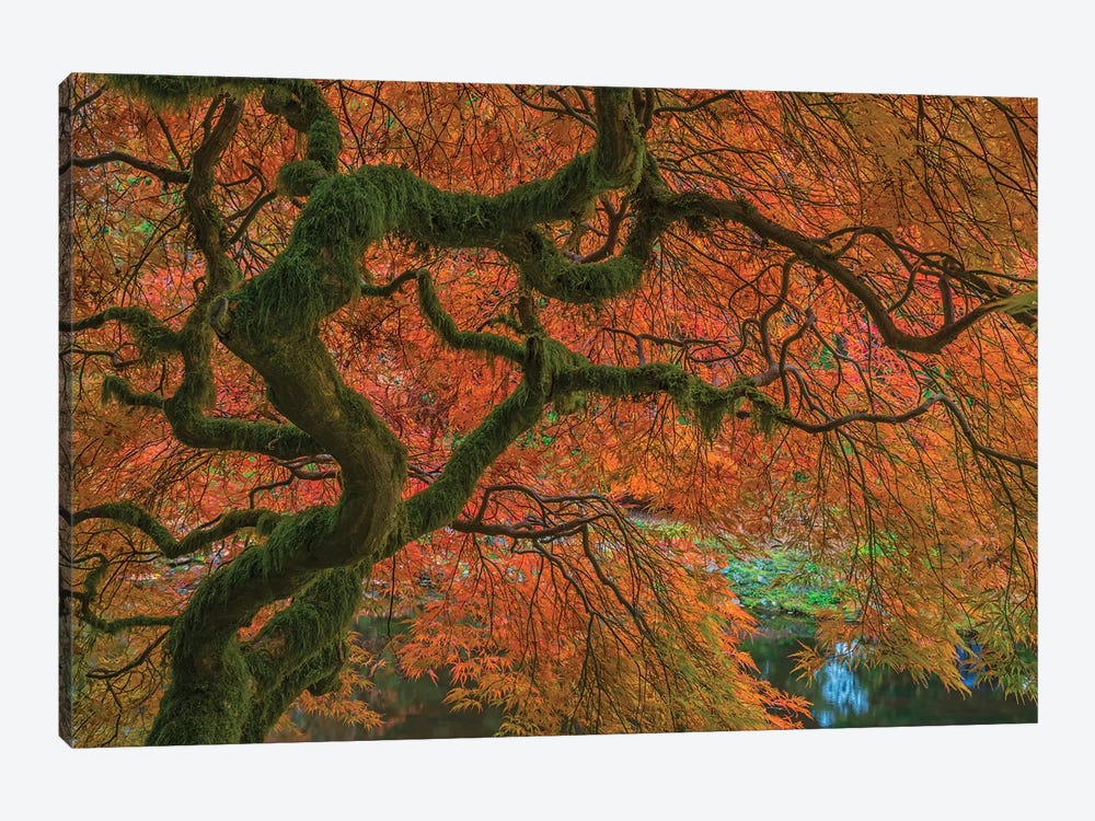 USA, Washington State, Bainbridge Island. Japanese maple tree in fall.  by Jaynes Gallery 1-piece Canvas Artwork