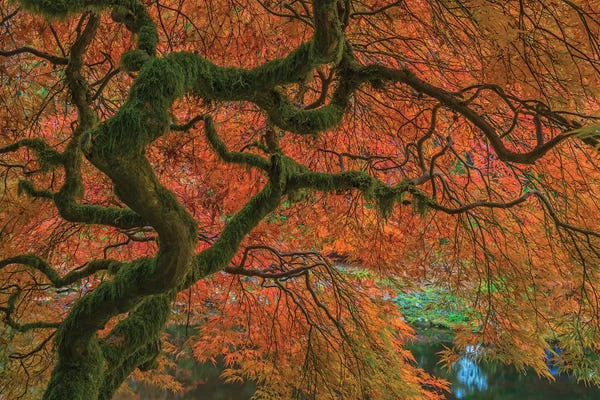 USA, Washington State, Bainbridge Island. Japanese maple tree in fall.