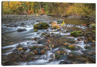USA, Washington State, Olympic National Forest. Fall forest colors and Hamma Hamma River.  Canvas Art Print - Olympic National Park Art