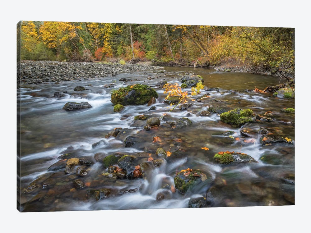 USA, Washington State, Olympic National Forest. Fall forest colors and Hamma Hamma River.  by Jaynes Gallery 1-piece Canvas Art Print