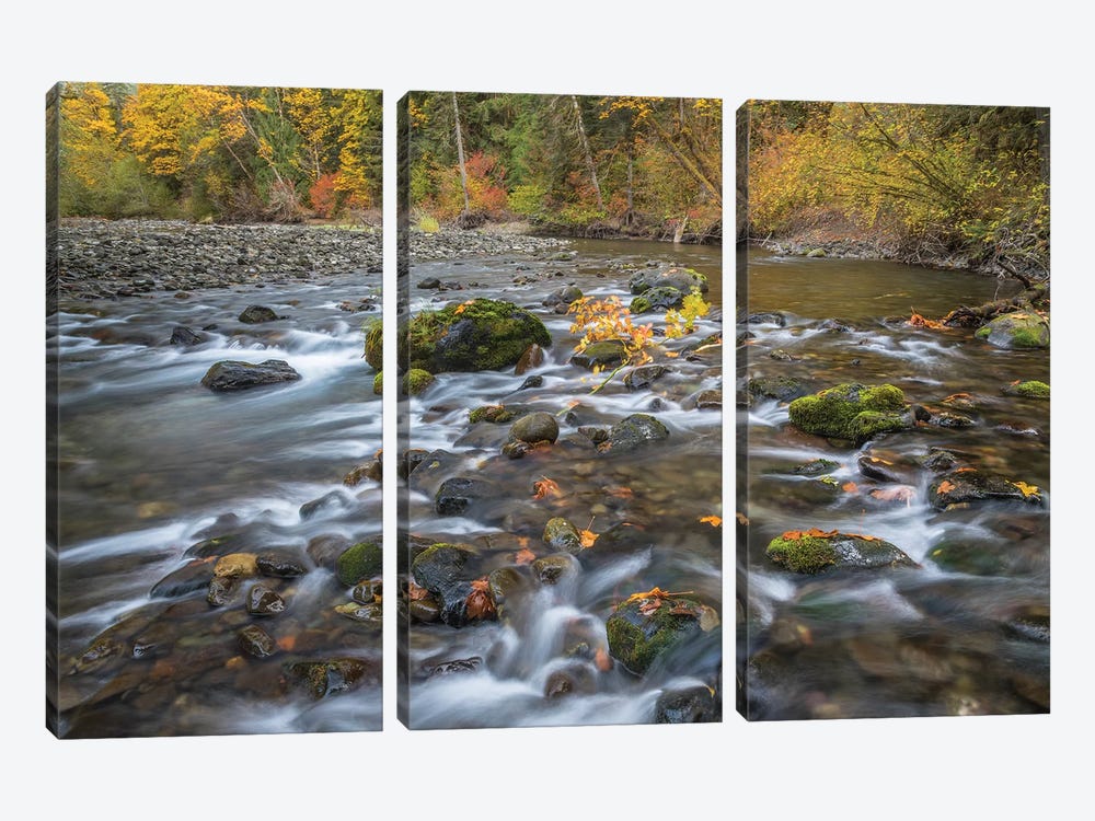 USA, Washington State, Olympic National Forest. Fall forest colors and Hamma Hamma River.  by Jaynes Gallery 3-piece Art Print