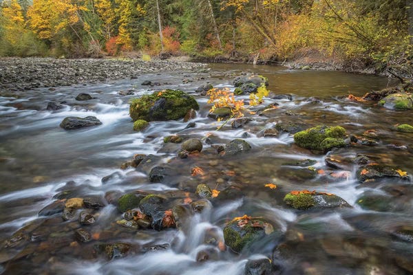 USA, Washington State, Olympic National Forest. Fall forest colors and Hamma Hamma River.