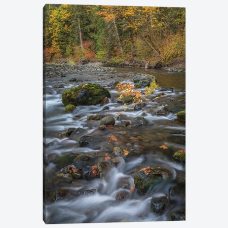 USA, Washington State, Olympic National Forest. Fall forest colors and river.  Canvas Print #JYG780} by Jaynes Gallery Canvas Art