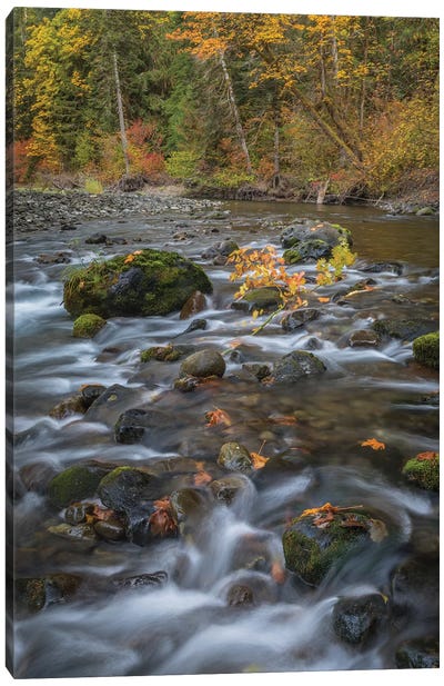 USA, Washington State, Olympic National Forest. Fall forest colors and river.  Canvas Art Print - Olympic National Park Art