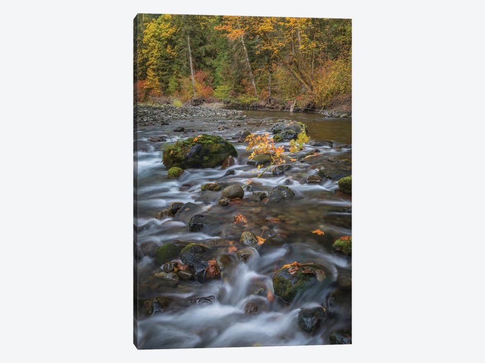 USA, Washington State, Olympic National Forest. Fall forest colors and river.  by Jaynes Gallery 1-piece Art Print