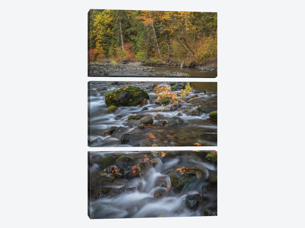 USA, Washington State, Olympic National Forest. Fall forest colors and river.  by Jaynes Gallery 3-piece Canvas Art Print