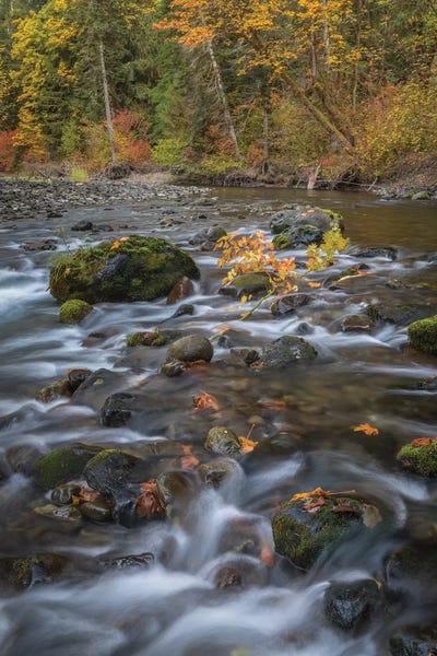 Olympic National Park: USA, Washington State, Olympic National Forest. Fall forest colors and river.  by Jaynes Gallery