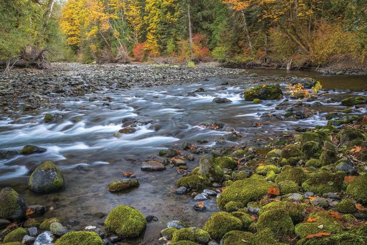 USA, Washington State, Olympic National Forest. Fall forest colors river. 