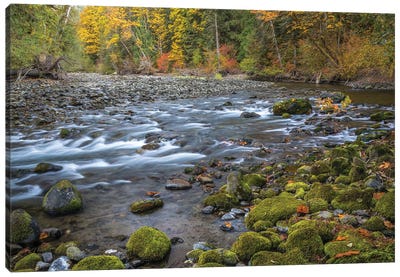 USA, Washington State, Olympic National Forest. Fall forest colors river.  Canvas Art Print - Moss Art