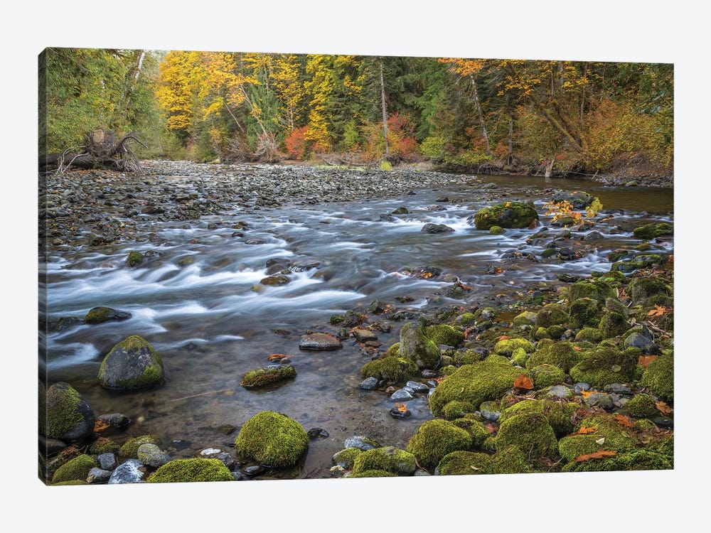 USA, Washington State, Olympic National Forest. Fall forest colors river.  by Jaynes Gallery 1-piece Canvas Art