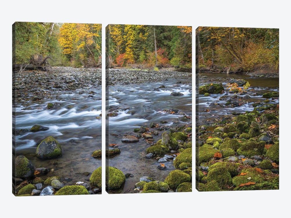 USA, Washington State, Olympic National Forest. Fall forest colors river.  by Jaynes Gallery 3-piece Canvas Artwork