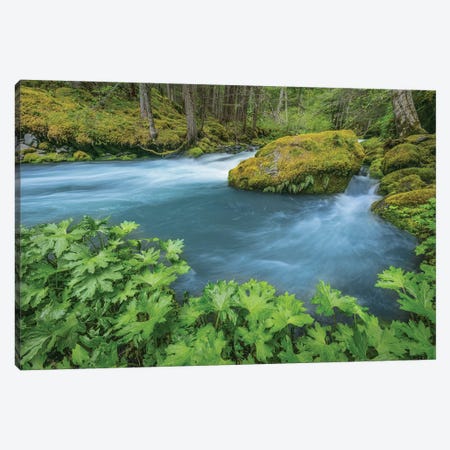 USA, Washington State, Olympic National Forest. Royal Creek landscape.  Canvas Print #JYG782} by Jaynes Gallery Canvas Wall Art