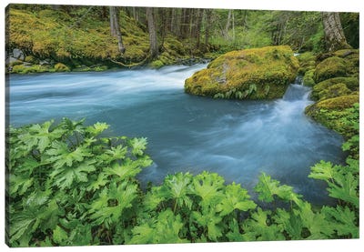 USA, Washington State, Olympic National Forest. Royal Creek landscape.  Canvas Art Print - Moss Art