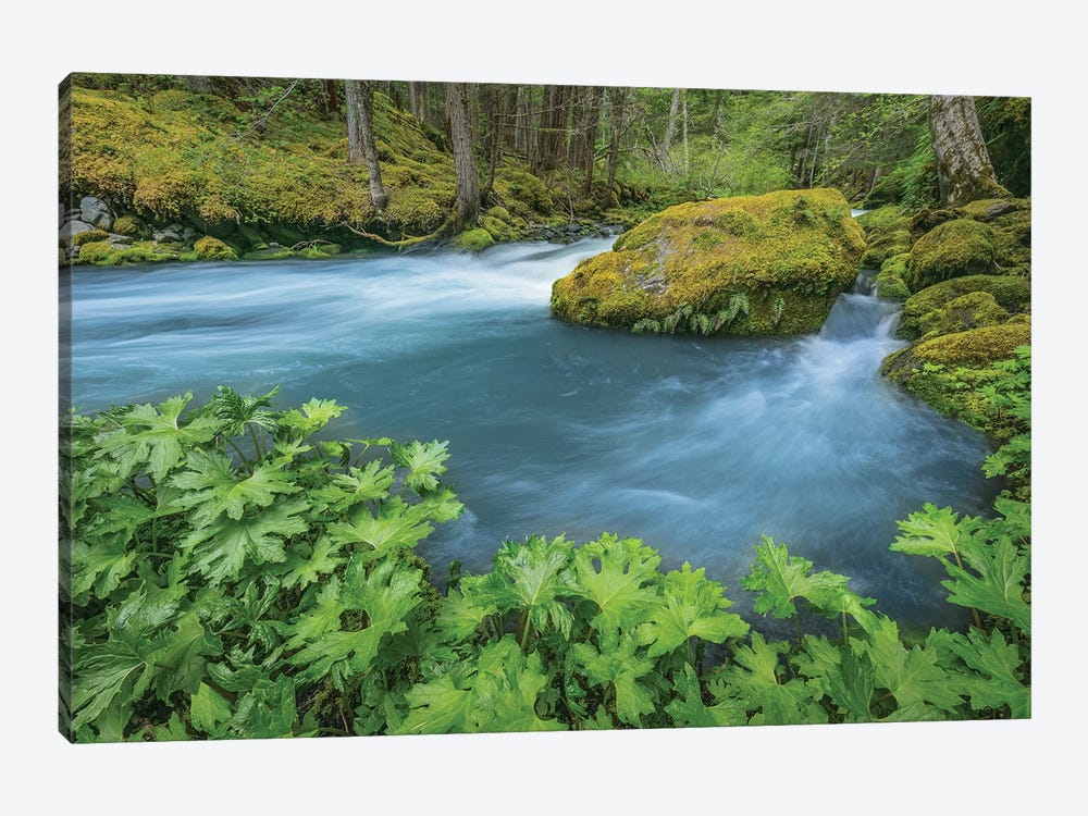 USA, Washington State, Olympic National Forest. Royal Creek landscape.  by Jaynes Gallery 1-piece Art Print