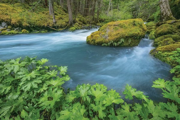 USA, Washington State, Olympic National Forest. Royal Creek landscape.