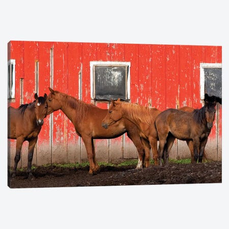 USA, Washington State, Palouse. Horses next to red barn.  Canvas Print #JYG783} by Jaynes Gallery Canvas Artwork