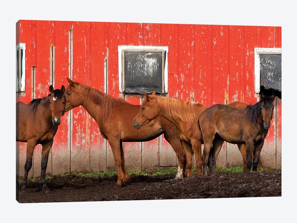 USA, Washington State, Palouse. Horses next to red barn.  by Jaynes Gallery 1-piece Canvas Wall Art