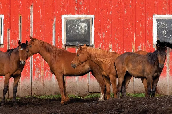 USA, Washington State, Palouse. Horses next to red barn.