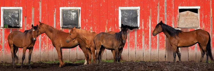 USA, Washington State, Palouse. Panoramic of horses next to red barn. 