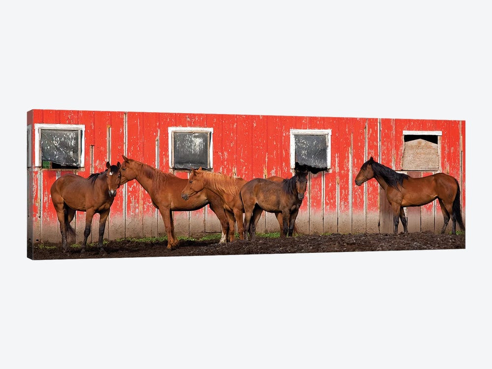 USA, Washington State, Palouse. Panoramic of horses next to red barn.  by Jaynes Gallery 1-piece Canvas Art Print