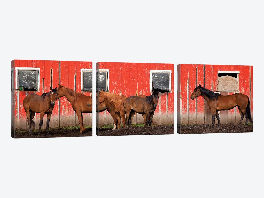 USA, Washington State, Palouse. Panoramic of horses next to red barn.  by Jaynes Gallery 3-piece Canvas Print