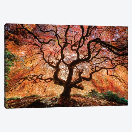 USA, Washington, Seattle, Kubota Japanese Garden. Japanese maple tree in autumn.  Canvas Print #JYG789} by Jaynes Gallery Canvas Artwork