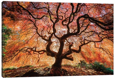 USA, Washington, Seattle, Kubota Japanese Garden. Japanese maple tree in autumn.  Canvas Art Print - Seattle Art