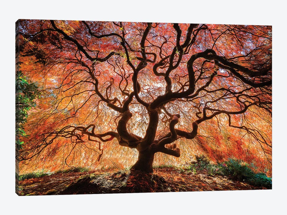 USA, Washington, Seattle, Kubota Japanese Garden. Japanese maple tree in autumn.  by Jaynes Gallery 1-piece Canvas Wall Art