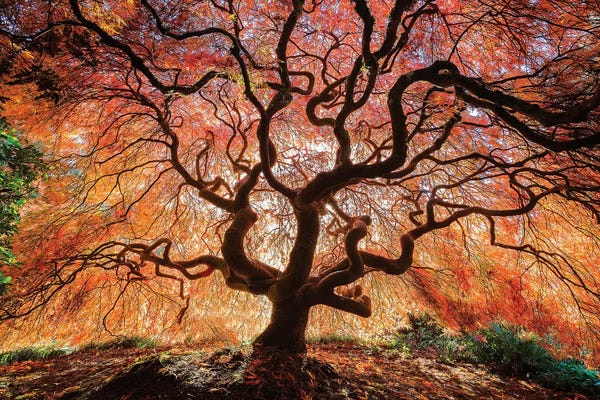 Seattle: USA, Washington, Seattle, Kubota Japanese Garden. Japanese maple tree in autumn.  by Jaynes Gallery