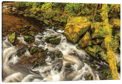 USA, Alaska, Tongass National Forest. Anan Creek scenic I Canvas Art Print - Alaska Art