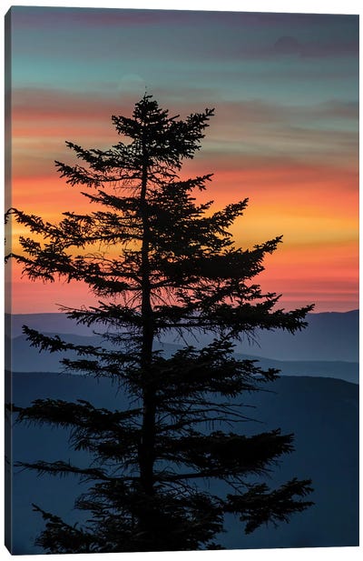 USA, West Virginia, Blackwater Falls State Park. Tree and landscape at sunset.  Canvas Art Print - Pine Tree Art