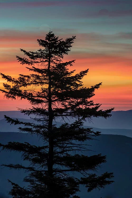 USA, West Virginia, Blackwater Falls State Park. Tree and landscape at sunset. 