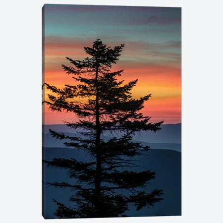 USA, West Virginia, Blackwater Falls State Park. Tree and landscape at sunset.  Canvas Print #JYG794} by Jaynes Gallery Canvas Artwork