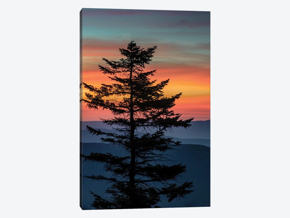 USA, West Virginia, Blackwater Falls State Park. Tree and landscape at sunset.  by Jaynes Gallery 1-piece Canvas Art