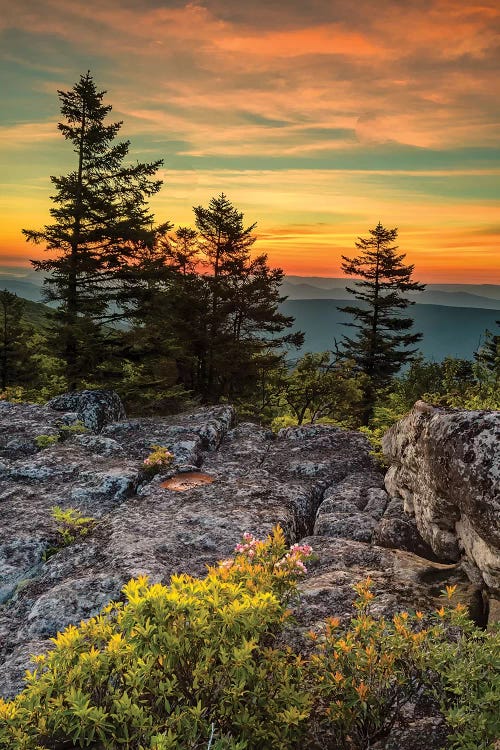 USA, West Virginia, Blackwater Falls State Park. Tree and landscape at sunset. 