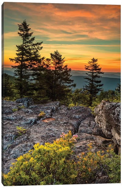 USA, West Virginia, Blackwater Falls State Park. Tree and landscape at sunset.  Canvas Art Print - Jaynes Gallery
