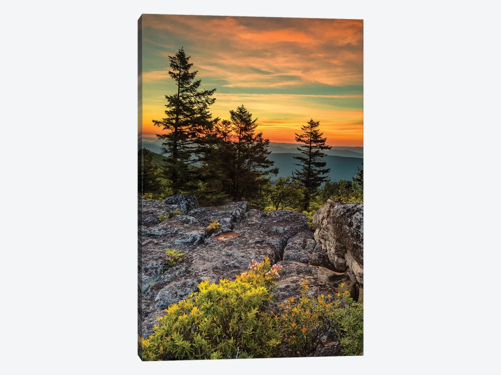 USA, West Virginia, Blackwater Falls State Park. Tree and landscape at sunset.  by Jaynes Gallery 1-piece Canvas Art Print
