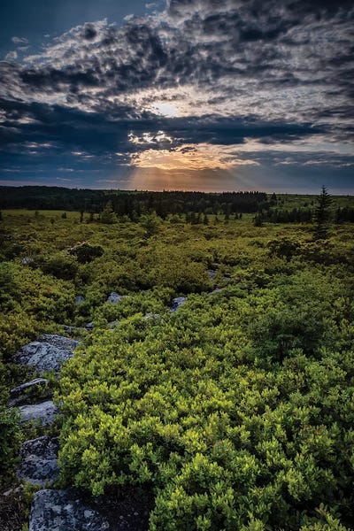 USA, West Virginia, Blackwater Falls State Park. Tree and landscape at sunset.