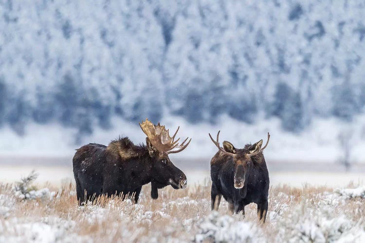 USA, Wyoming, Grand Teton National Park. Bull moose in winter.