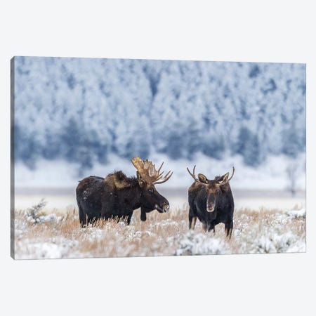 USA, Wyoming, Grand Teton National Park. Bull moose in winter. Canvas Print #JYG798} by Jaynes Gallery Art Print