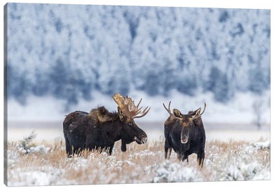 USA, Wyoming, Grand Teton National Park. Bull moose in winter. Canvas Art Print - Jaynes Gallery