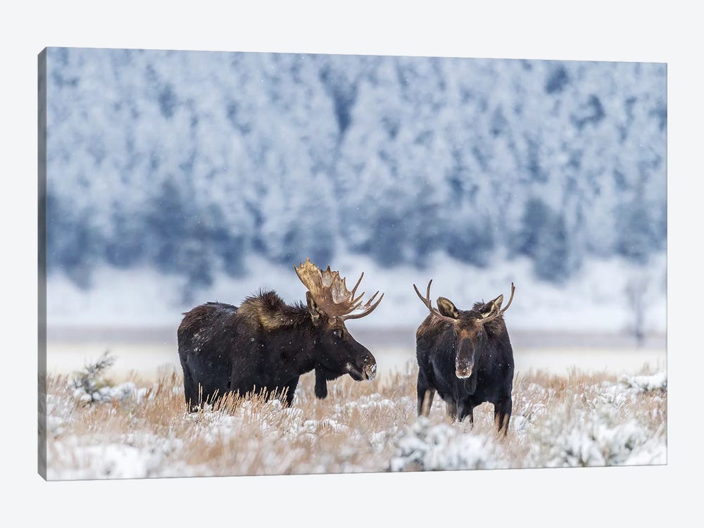 USA, Wyoming, Grand Teton National Park. Bull moose in winter. by Jaynes Gallery 1-piece Canvas Artwork
